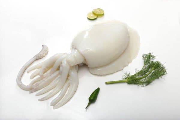 Fresh cuttlefish, a premium white-meat staple