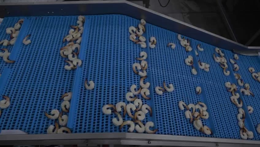 Inside the Protech processing facility — hygienic same-day handling